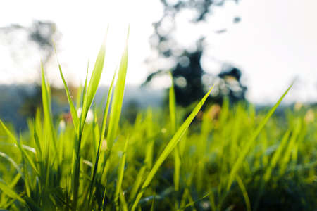 low angle view of close up green grass landscapeの写真素材
