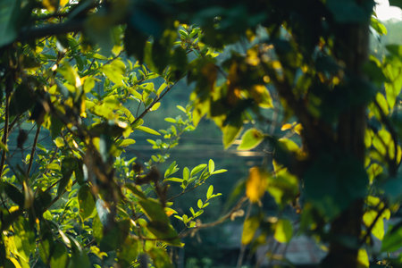 green leaves in nature in summer evening,leaf background