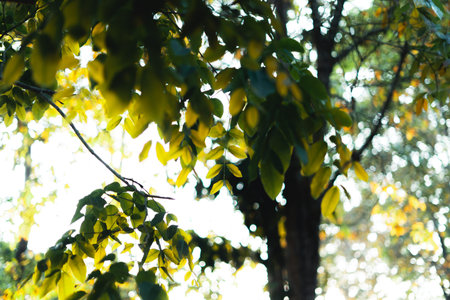 green leaves in nature in summer evening,leaf background