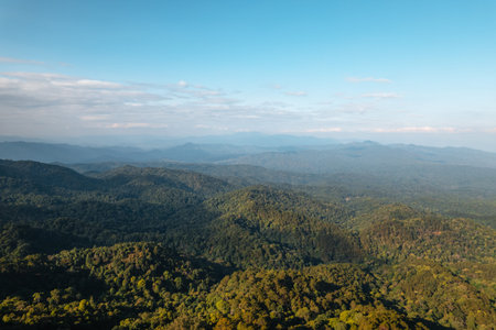 high angle view of forest and mountains in summer,trees and forest in the evening