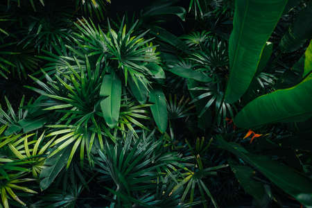 Travel to the seas and tropical islandsの写真素材