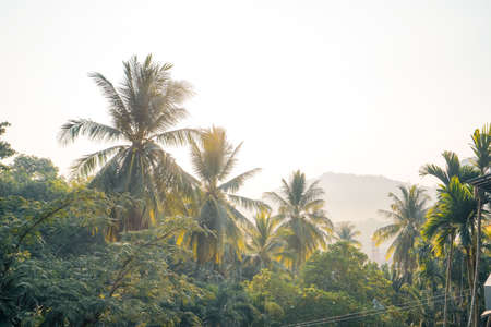 tropical leaves and trees background,leaves in natureの写真素材