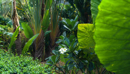 tropical leaves and trees background,leaves in natureの写真素材