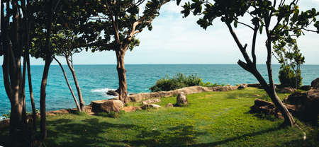 fresh yellow mango on white wood,の写真素材