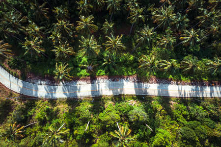 Coconut trees on the island and the sea on a summer morning from above,Summer islandの写真素材