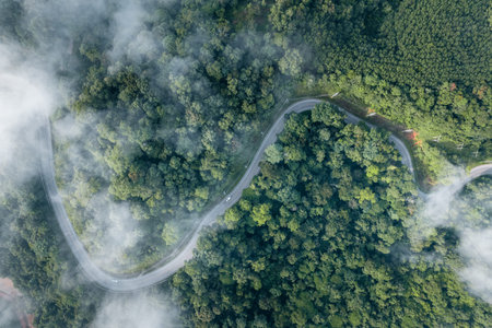 high angle view in the morning green forest and fog,high angle view