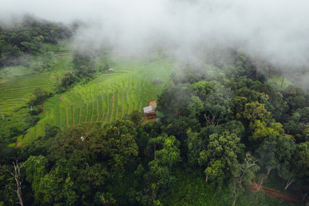 Green Rice field on terraced in chiangmai