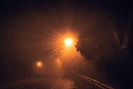 fog at night road and orange trees night roadの写真素材