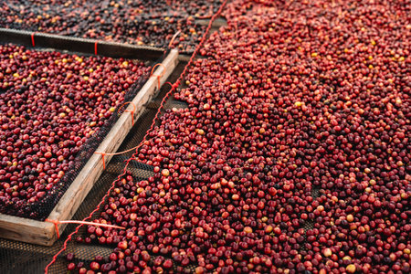 Red cherry coffee beans are being dried in a greenhouse to make a quality drinkの写真素材