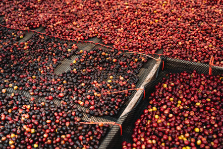 Red cherry coffee beans are being dried in a greenhouse to make a quality drink
