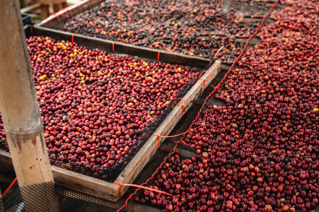 Red cherry coffee beans are being dried in a greenhouse to make a quality drinkの写真素材