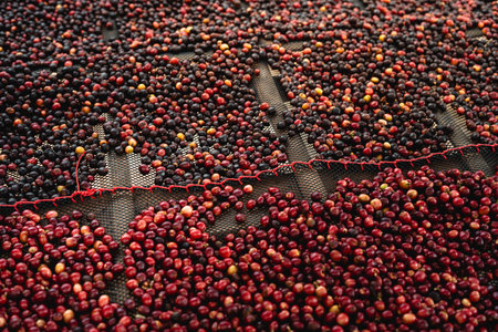Red cherry coffee beans are being dried in a greenhouse to make a quality drinkの写真素材
