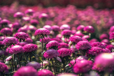 In the daytime flower garden,Pink and purple flowers and flower fields in springの写真素材