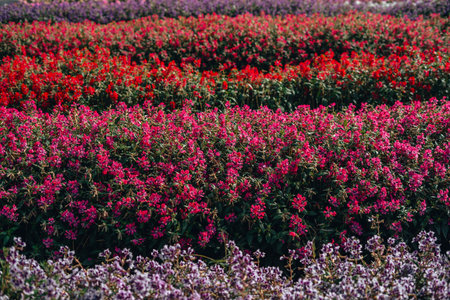 In the daytime flower garden,Pink and purple flowers and flower fields in spring