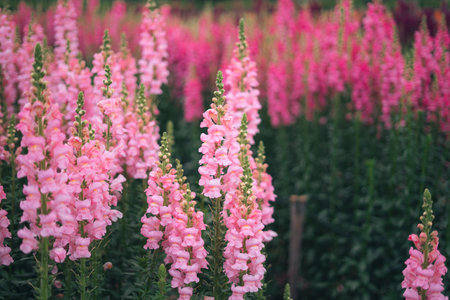 In the daytime flower garden,Pink and purple flowers and flower fields in springの写真素材