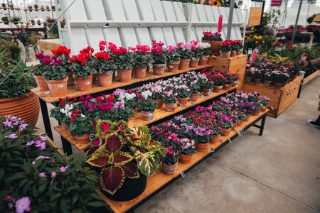 Flowers in pots for sale in greenhousesの写真素材