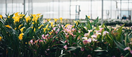 Yellow tropical flowers in greenhouseの写真素材
