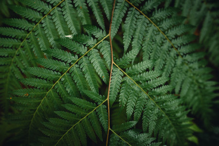 Dark green fern leaves in nature,nature backgroundの写真素材