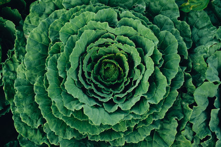 Green vegetables. Background and details of green vegetable leaves.