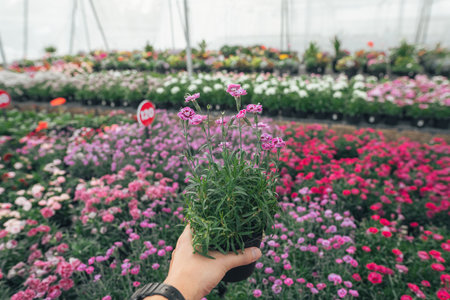Flowers and plants growing in greenhouse,colorful flowers growing in plant nurseryの写真素材