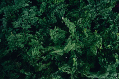 tropical leaf texture and dark leaf backgroundの写真素材