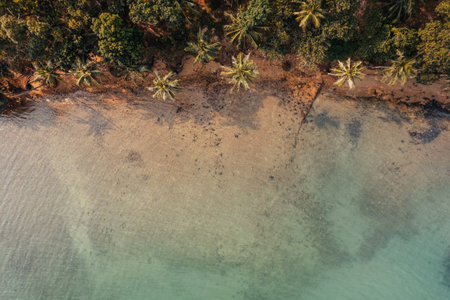Coconut trees along the beach on the island in the morningの写真素材