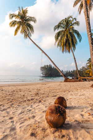 Summer time,Beach and palm trees in the morning on the islandの写真素材