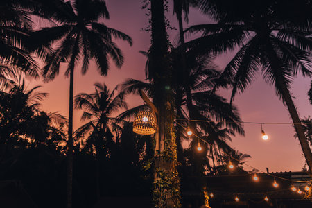 Palm trees with light bulbs at night on the island,travel is landの写真素材