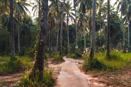 Road with coconut trees in the morning on the island