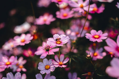 Pink flowers in the garden on a spring morning,flowers and bees