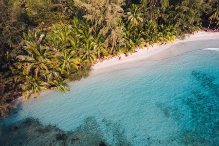 Beach and coconut trees on a calm island in the morning, aerial view