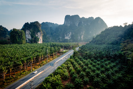 Straight road and palm trees and rocky mountains in the morningの写真素材