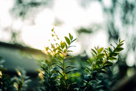 Young leaves and morning light in spring,Green background in nature
