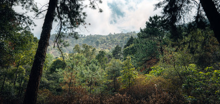 View of mountains and pine forests in nature