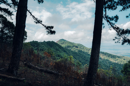 View of mountains and pine forests in nature