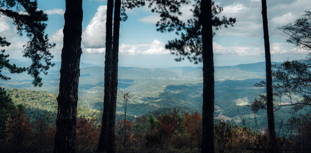View of mountains and pine forests in natureの写真素材