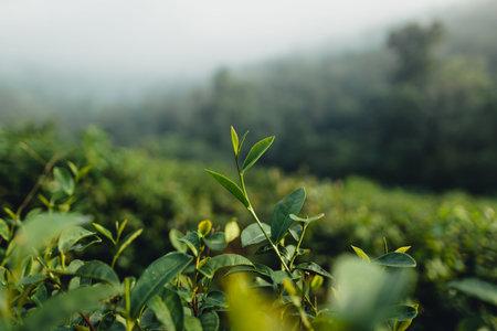 Green tea leaves in the tea plantation in the morning