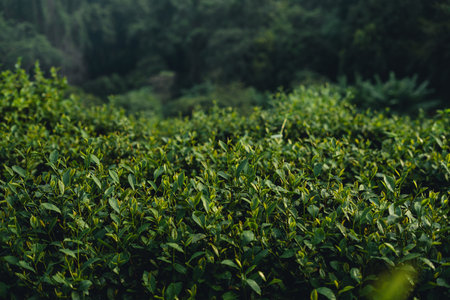Green tea leaves in the tea plantation in the morning