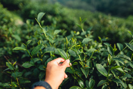 Green tea leaves in the tea plantation in the morningの写真素材