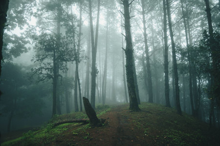 Road in a pine forest and morning fog