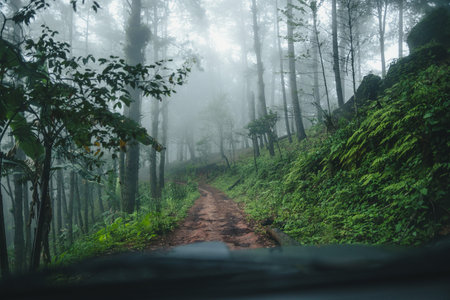 Road in a pine forest and morning fog