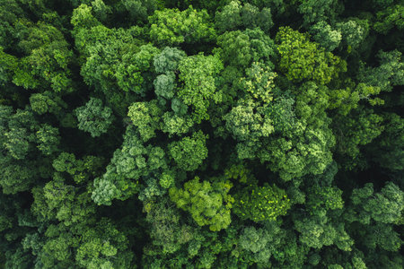 Aerial view of dark green forest,natural ecosystem of rainforest concept of natural forest...