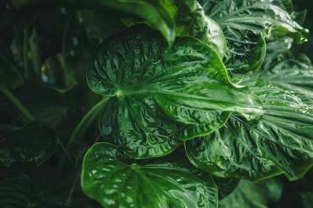 Green leaves, hands and water drops after rain