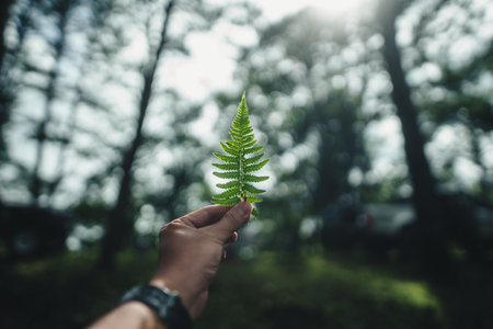 A fresh green fern in hand,Fern leaf in hand and shadow on handの写真素材