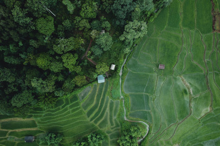 Rice fields and dark green trees in the rainy season