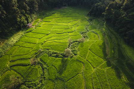 Aerial view On the rice fields of agriculture, where rice is grown in rural areas in the Asian forests.の写真素材
