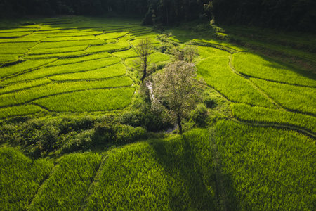 Aerial view On the rice fields of agriculture, where rice is grown in rural areas in the Asian forests.の写真素材