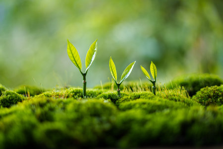 Trees grow on moss in green nature,Growing in green nature and protecting the growth of nature and...