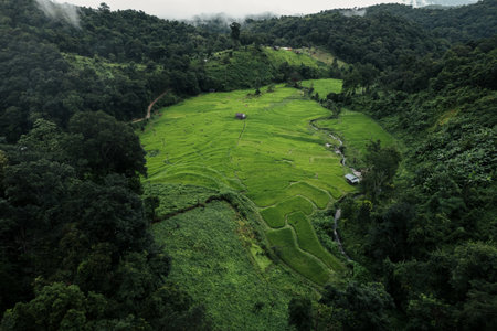 Aerial view of the rice fields In the rainy season,On a rainy day, rice fields in the forestの写真素材