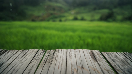 Rice field view from balcony, nature background,View of rice fields from the balconyの写真素材